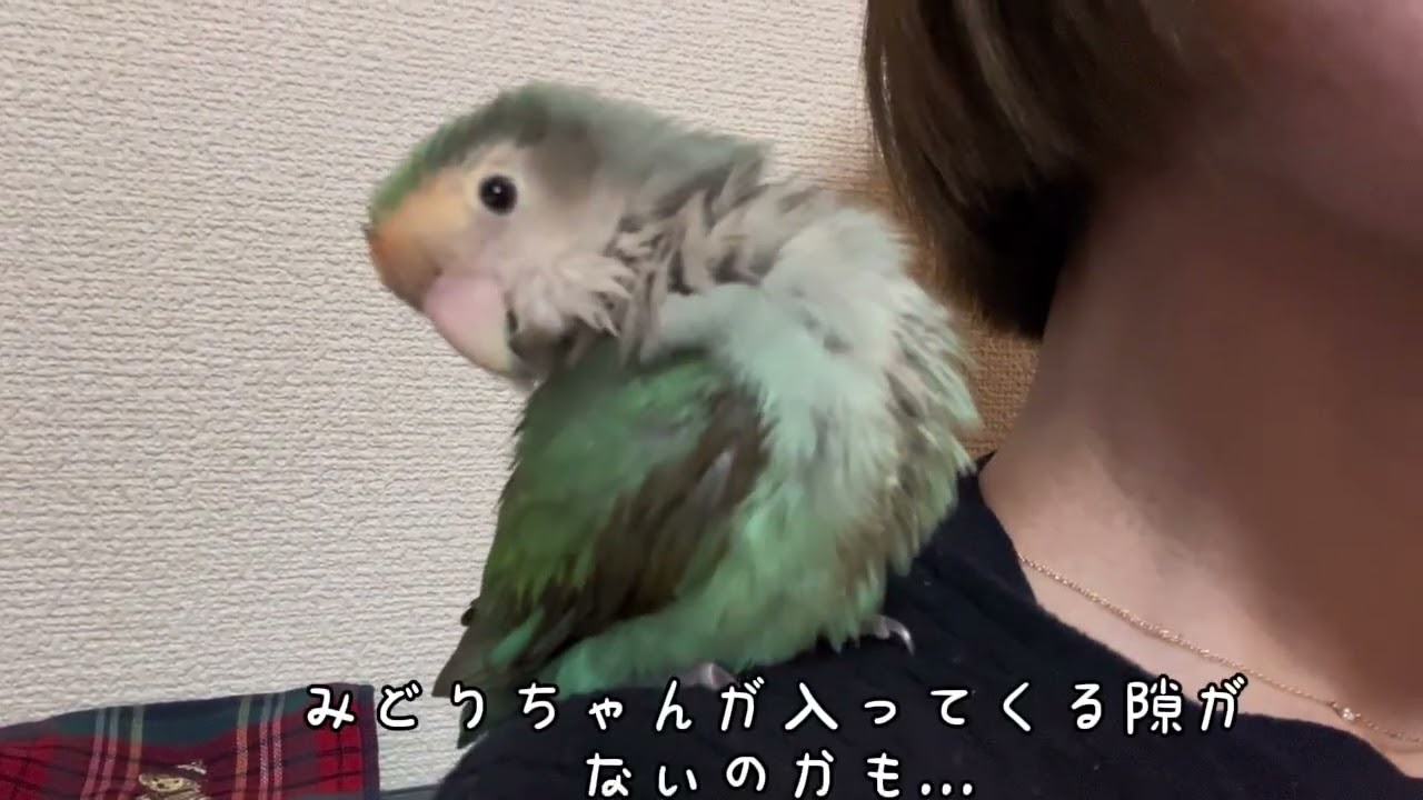 【あおとみどりの交流記録〜気ままな週末】#あおとみどり #lovebirds #インコのいる暮らし #コザクラインコのあおさん #おばあちゃんインコのみどりちゃん #parrot 