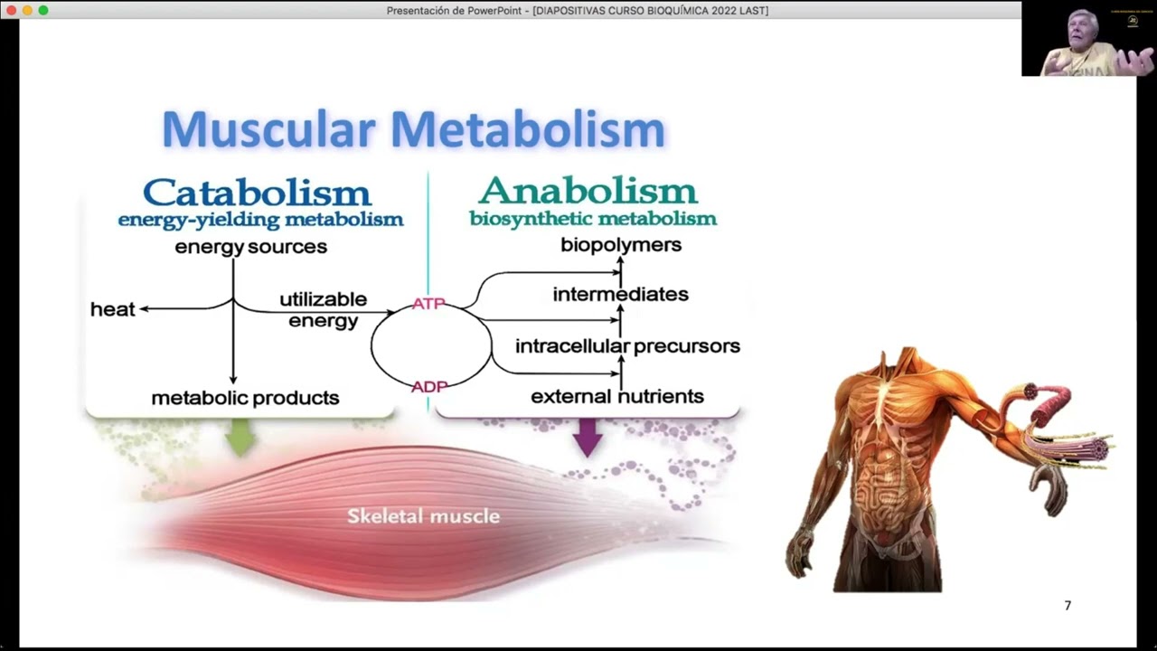 METABOLISMO MUSCULAR: MOMENTOS ANABÓLICOS Y CATABÓLICOS