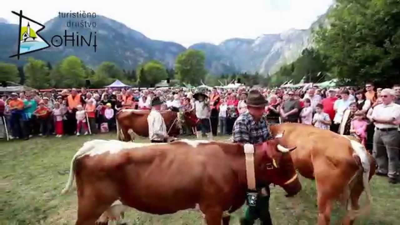 Kravji bal v Bohinju 2015/Cow's Ball in Bohinj 2015