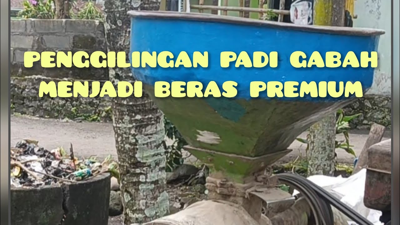 Beginilah Proses Pengolahan Biji Gabah Menjadi Butiran Beras