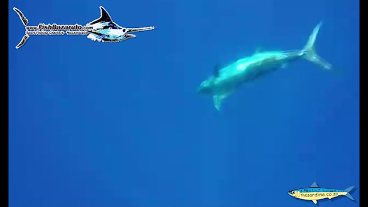 Releasing Blue Marlin Cape Verde Style