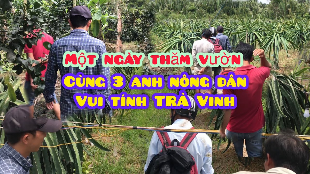 Tham quan vườn Thanh Long Ruột Đỏ & Bưởi Da Xanh - tư vấn Kỹ Thuật cùng 3 anh nông dân Vui Tính