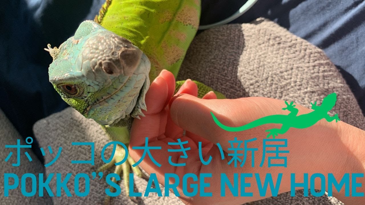 【グリーンイグアナ】大きな新居-キャットケージにお引越し-〜[Green iguana] Pokko’s Large New Home: Moving to cat cage~