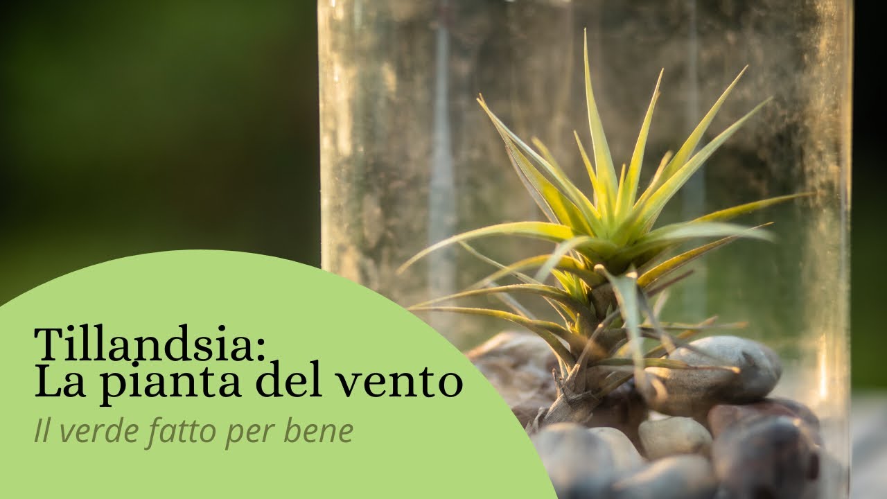 COME COLTIVARE LA TILLANDSIA : LA PIANTA DEL VENTO
