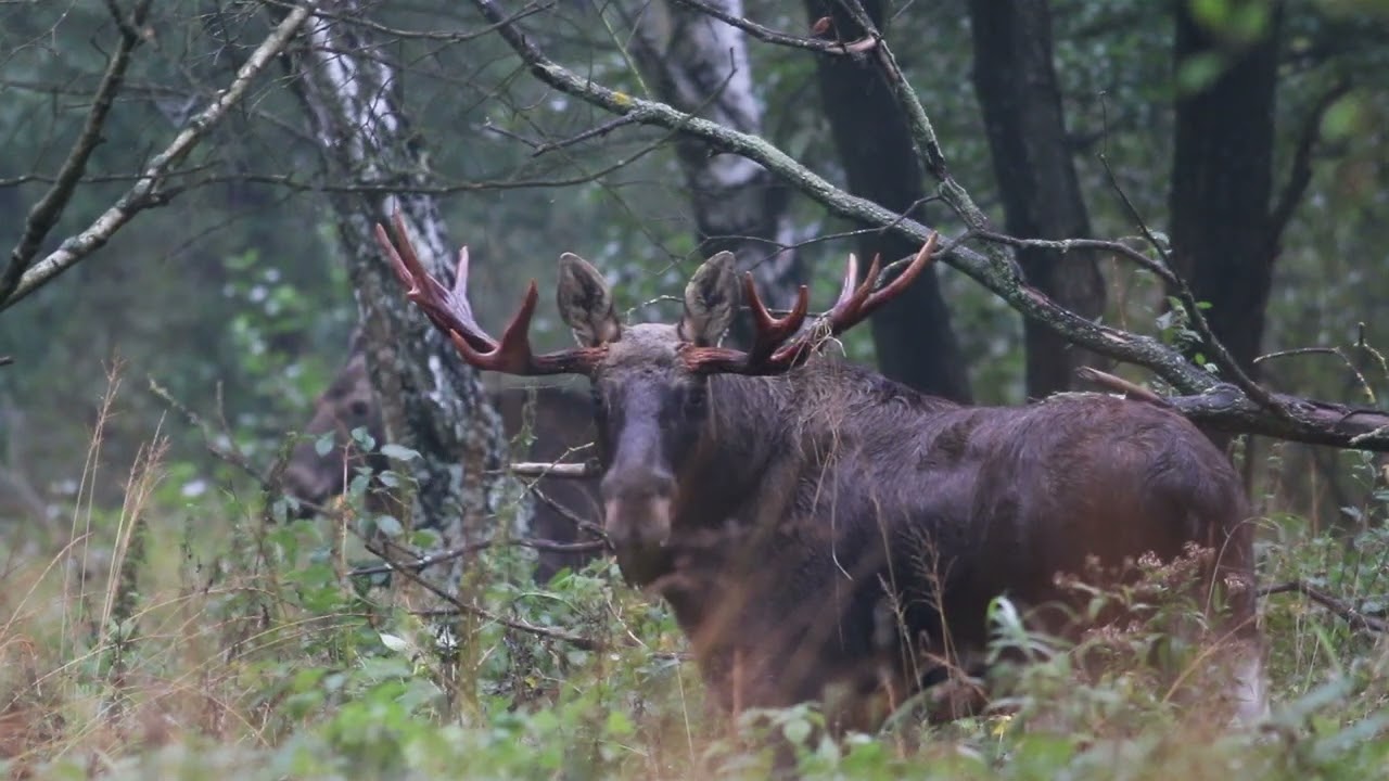 Bukowisko - gody łosi.