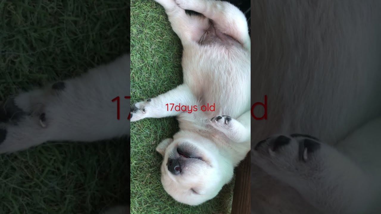 17days old puppies ^^ #shorts