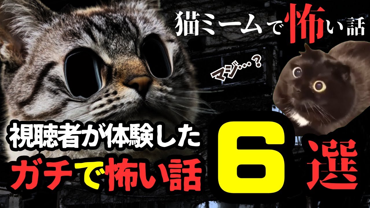 【総集編】視聴者がマジで体験した洒落怖な体験談6選【猫ミーム×ホラー】#猫マニ #怖い話 #体験談