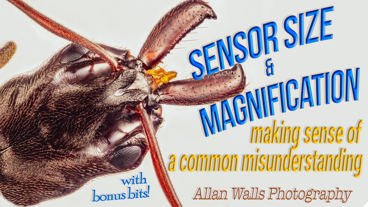 Sensor Size and Magnification - correcting a common misunderstanding