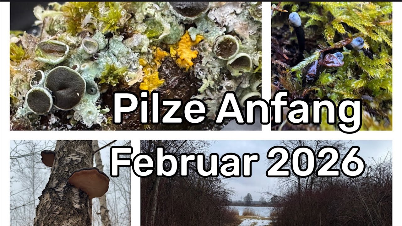 Pilze Anfang Februar 2026