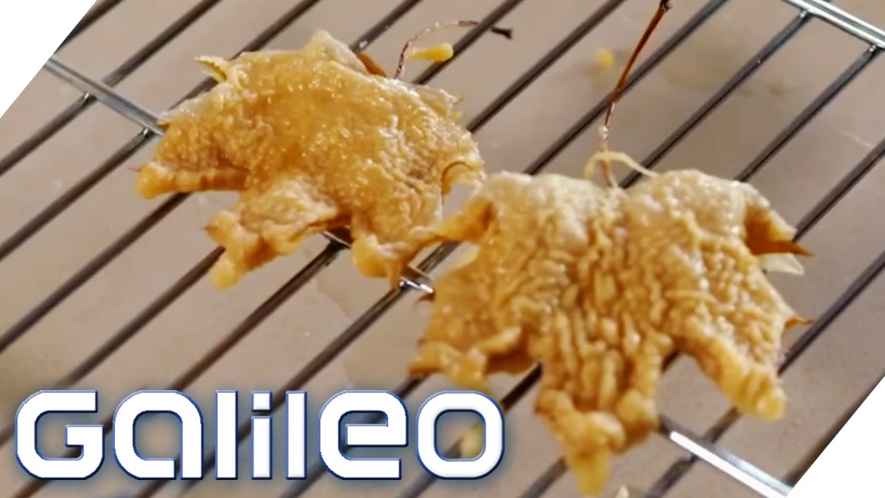 Foodtrend: Frittierte Ahornblätter aus Japan | Galileo Lunch Break