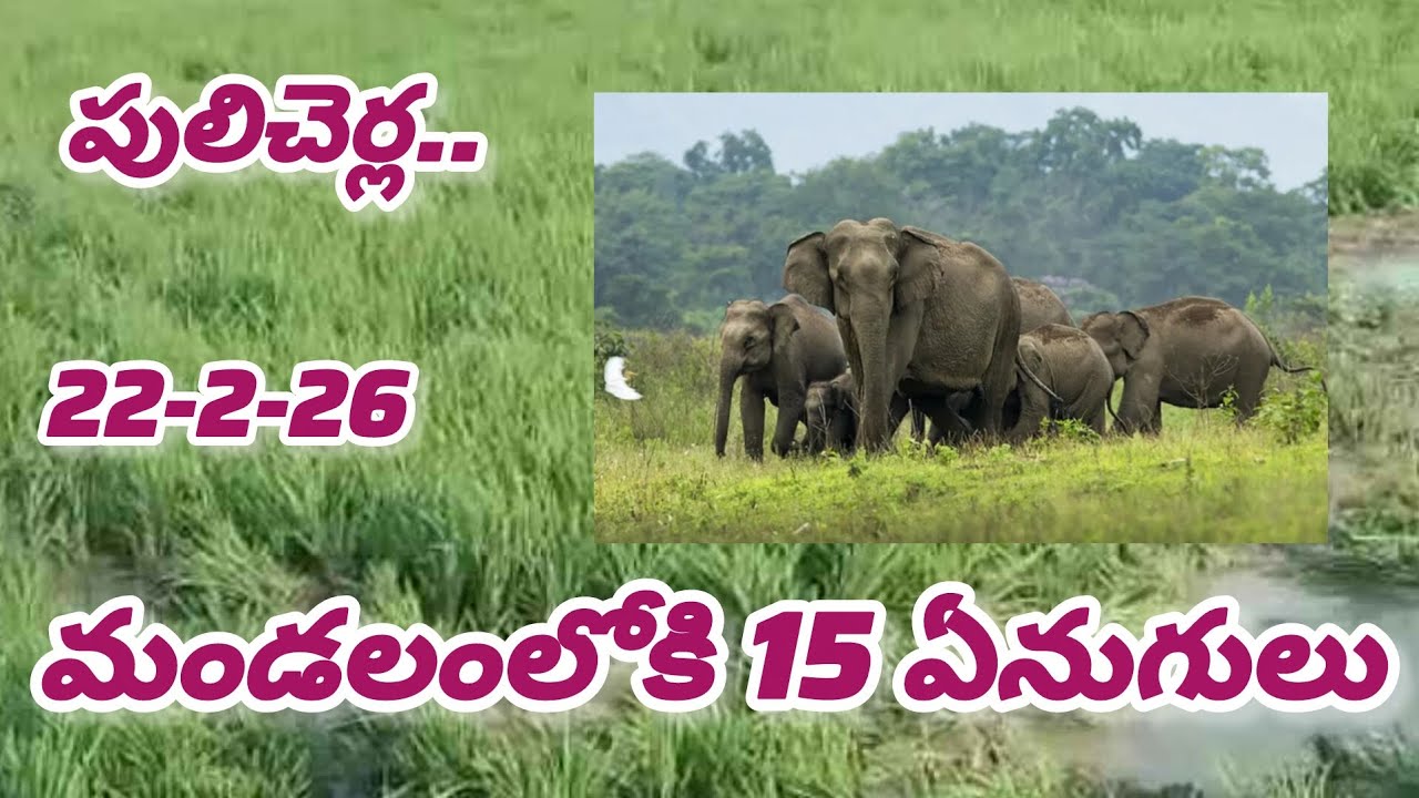పులిచెర్ల మండలంలోకి ప్రవేశించిన ఏనుగుల గుంపు.
