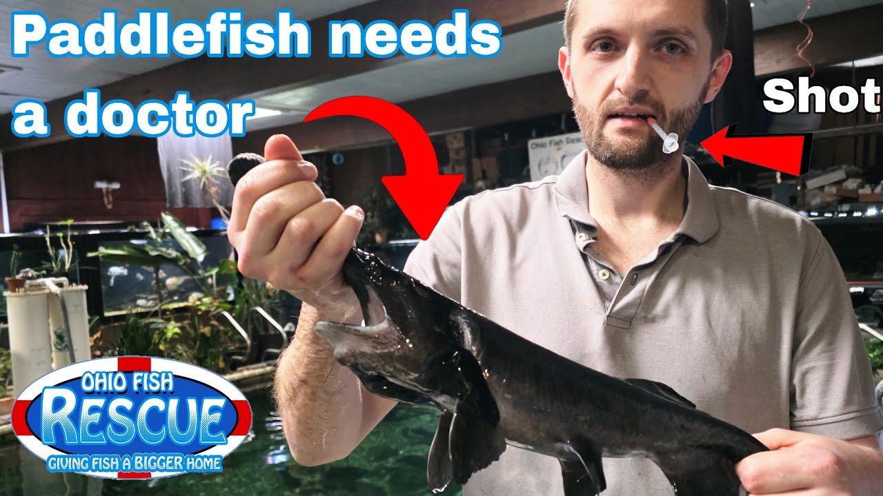 PADDLEFISH needs help, we try to fix him 