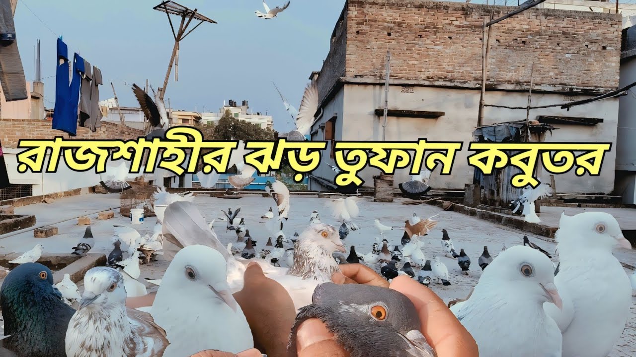 রাজশাহীর কাঁচা হলুদ চোখ ও জলসা চোখের  অরিজিনাল জাত বংশ দেখুন 