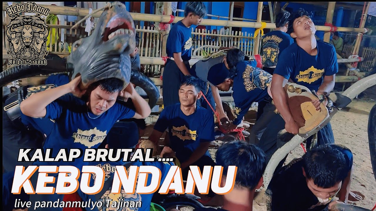 BANTENG MBEROT KALAP BRUTAL KEBO NDANU ADIPATI SRUDUK live jambupandanmulyo 