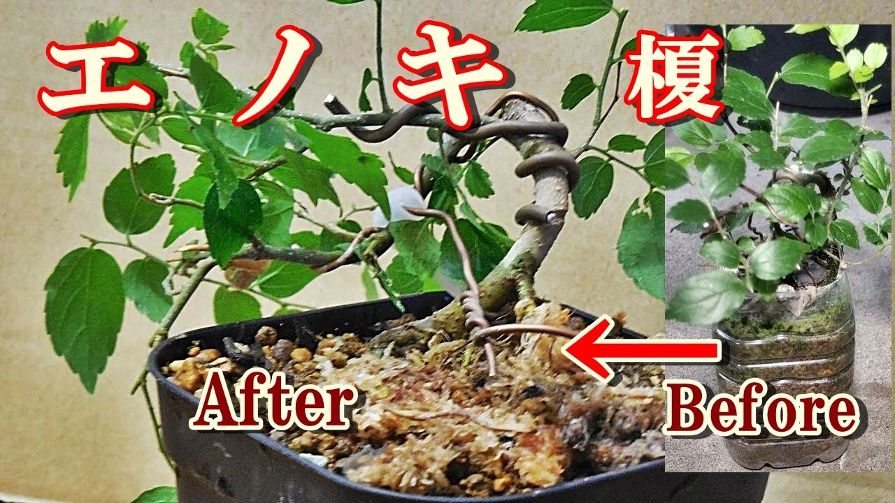 【エノキ榎】山採りエノキをペットボトルから鉢上げ植え替え針金掛Yamadori Enoki tree replanting, replanting from PET bottles Wire hook