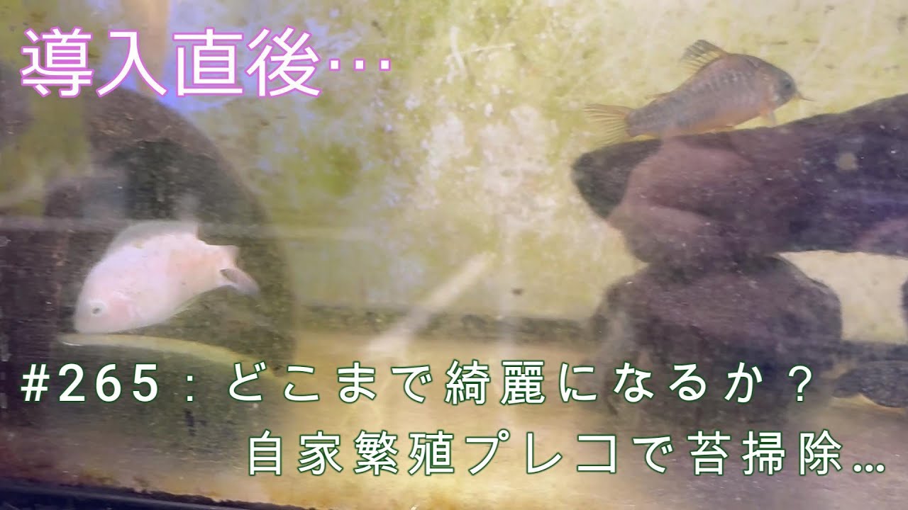 ＃265：どこまで綺麗になるか？自家繁殖プレコで苔掃除…