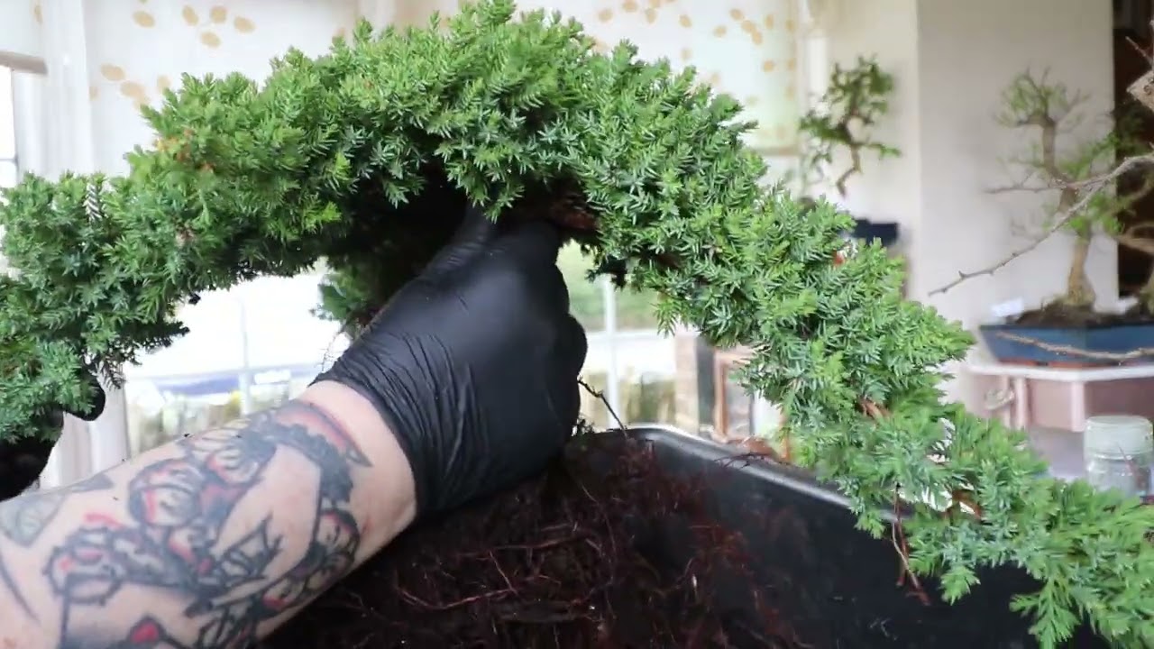 Turning a juniper procumbens into a Bonsai