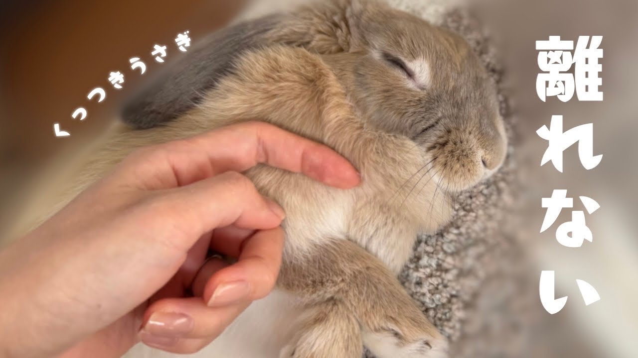 1日中 飼い主のそばを離れないうさぎの生活｜くっつきうさぎの朝昼夜｜放し飼い