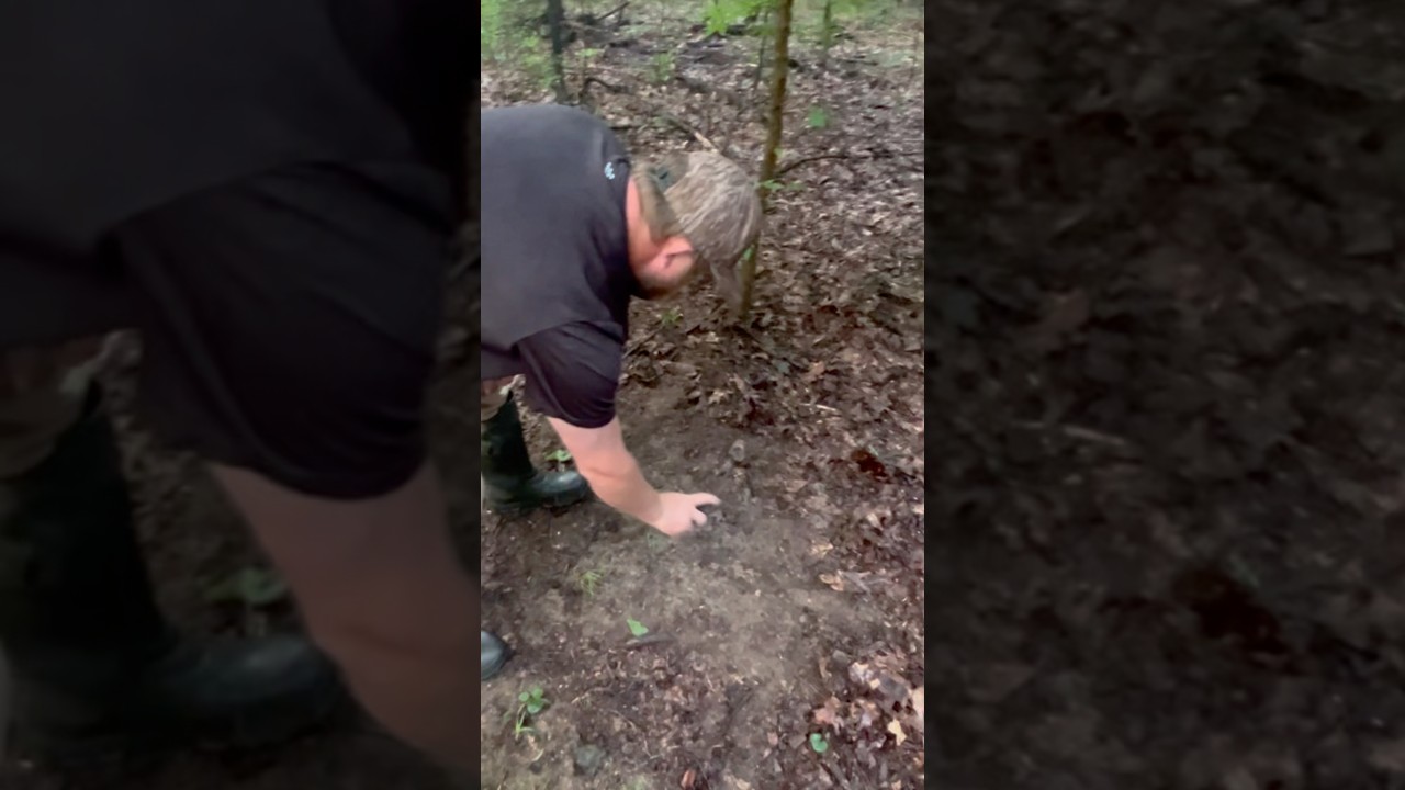 HOW TO MAKE A MOCK SCRAPE #deer #hunting #deerhunting  @Van Meter & Son Lures @Moultrie