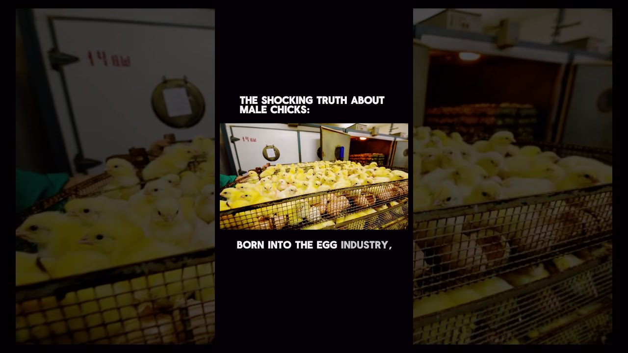 The Shocking Truth About Male Chicks in the Egg Industry 