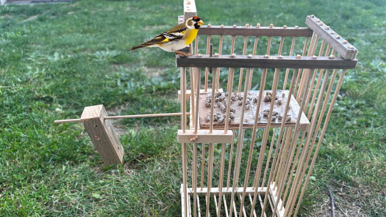 Cómo hacer una trampa para pájaros con jaula vibratoria doble con todos los detalles