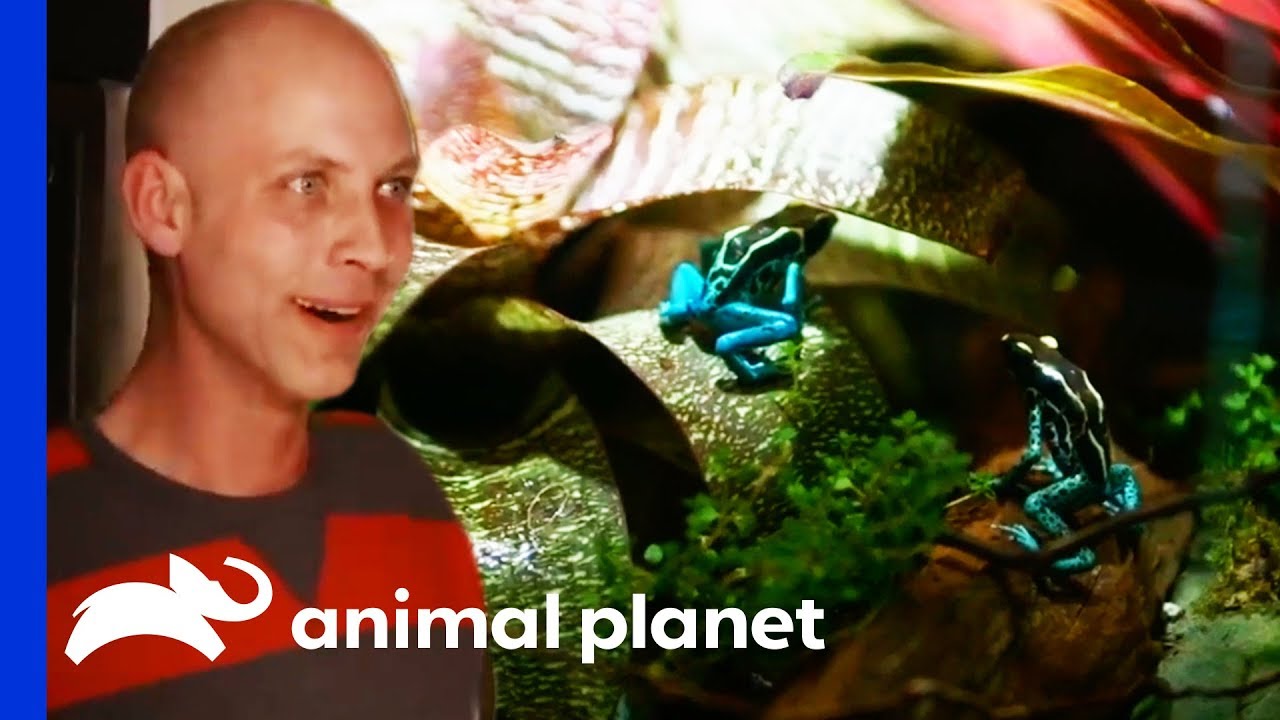 Amazing Animal Enclosures Built By The Cornel's World Team! | Scaled
