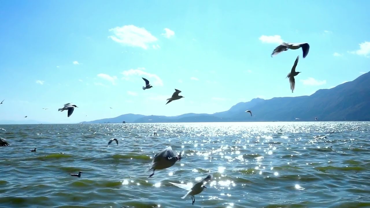 Semper Cantantes - Gdy Śliczna Panna (ar. Jan Połowianiuk) dyr. Bożena Belcarz
