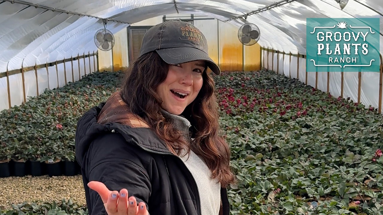 Groovy Plants Ranch : Hellebore Hullabaloo Preview 🌸 Early Blooming, Deer-Resistant Perennials