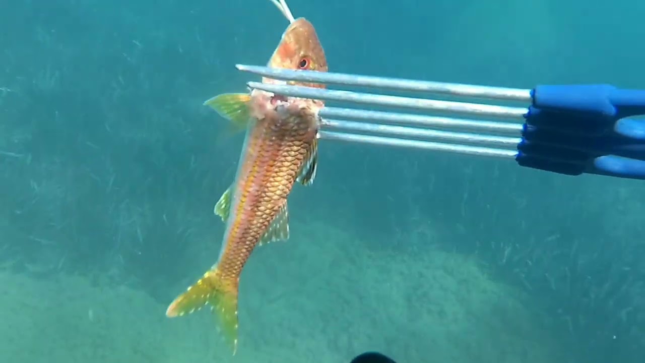 PESCA SUB: provo il mio nuovo fucile ad aria compressa mares jet 42.