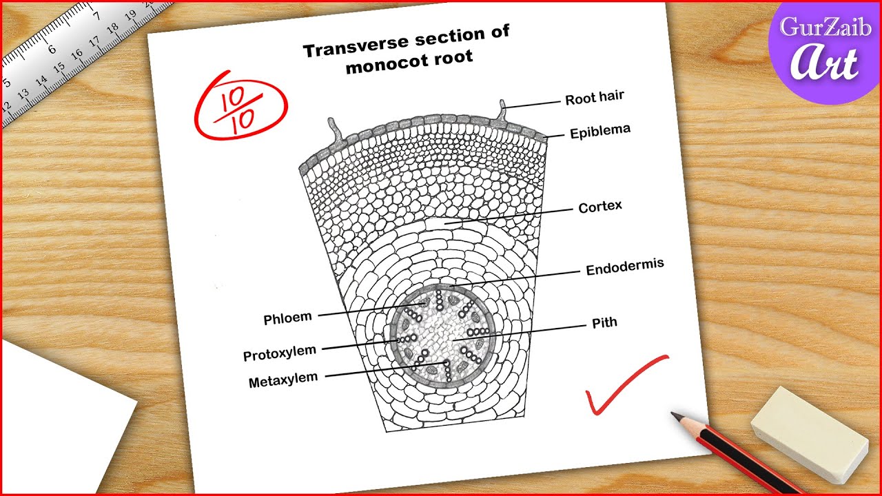 Monocot root diagram drawing - Easy step by step