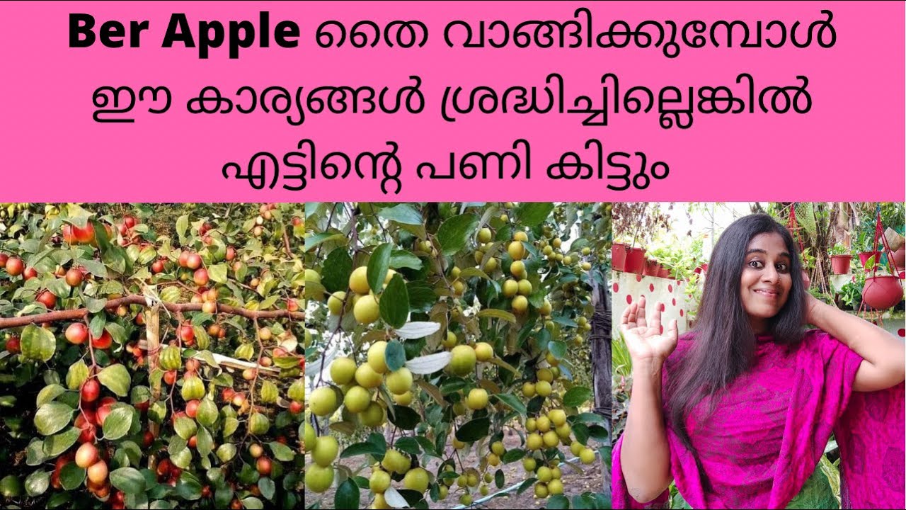 Ber apple തൈകൾ  വാങ്ങിക്കുമ്പോൾ  ഈ  കാര്യങ്ങൾ  ശ്രദ്ധിച്ചില്ലെങ്കിൽ  എട്ടിന്റെ  പണി  കിട്ടും