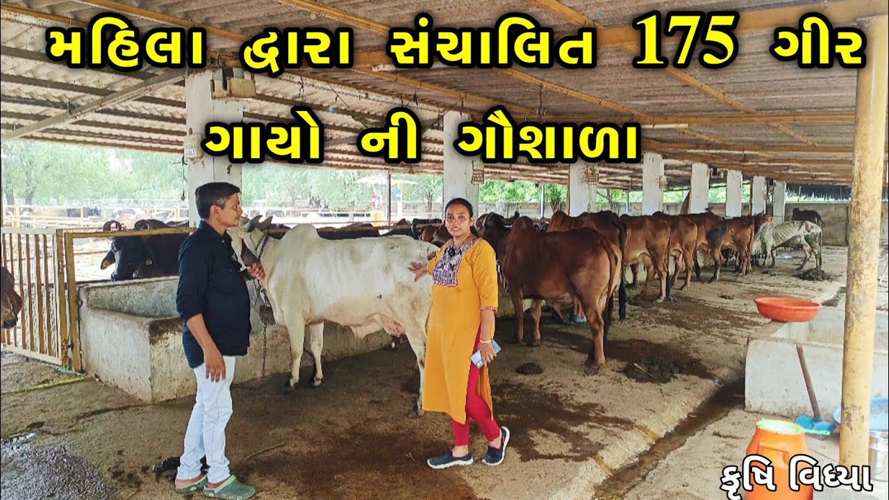 170 ગીર ગાયો ની ગૌશાળા સંચાલિત કરતી મહિલા | Gujarat gir gaushala | Ahmedabad gir gaushala |