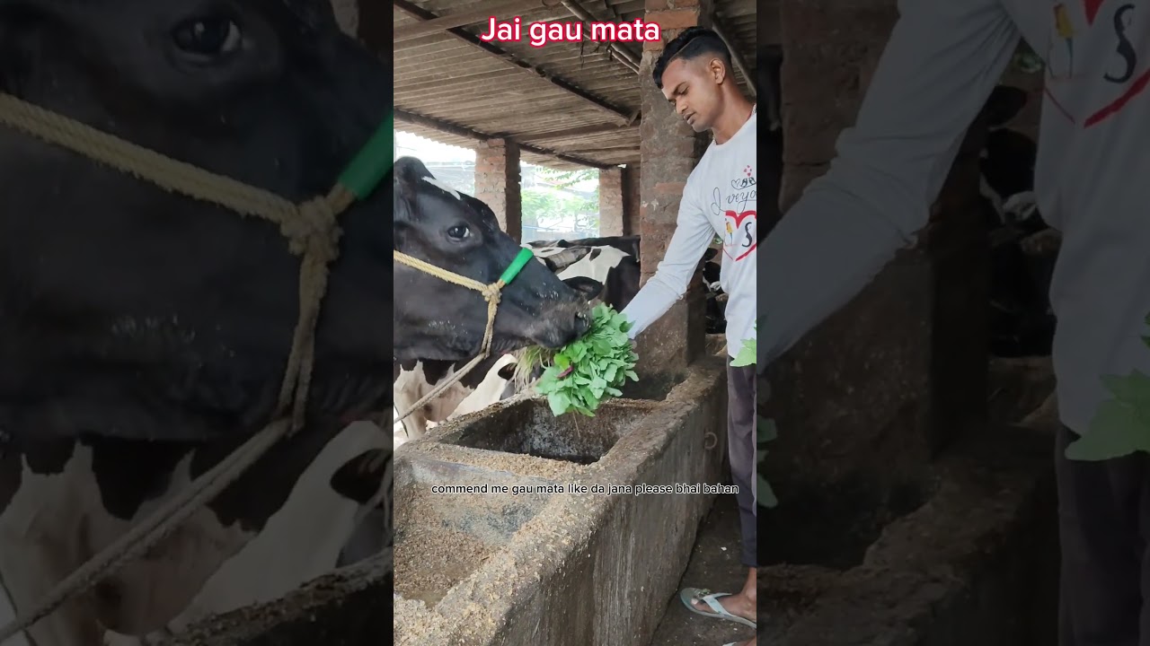 Jay gomutra comment per likhkar Jana mere Bhai Bahan please
