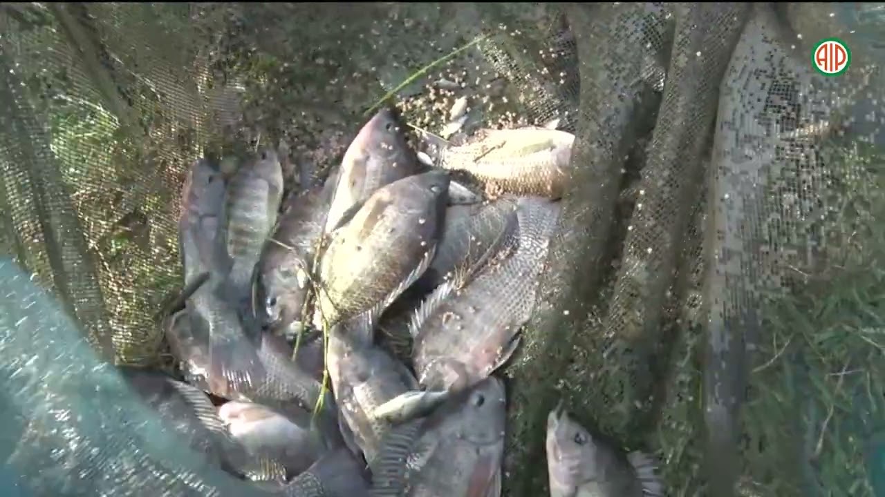 Région- Aboisso / Aquaculture : Flaure Bolou, la demoiselle qui a osé s’y investir