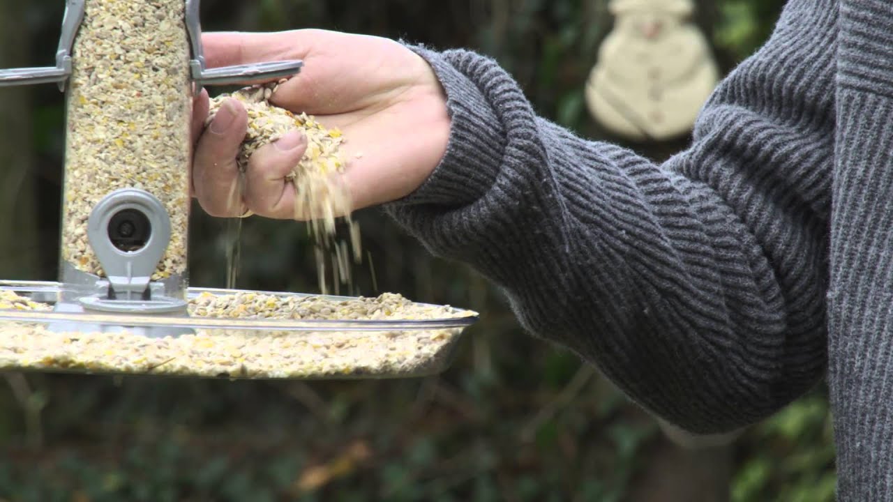Vogels voeren in de winter: 11 praktische tips!