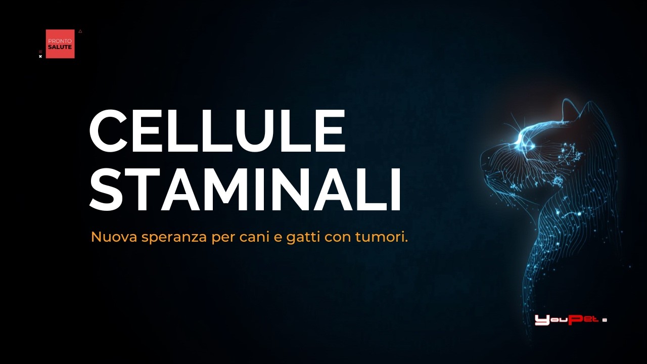 Tumori e cellule staminali