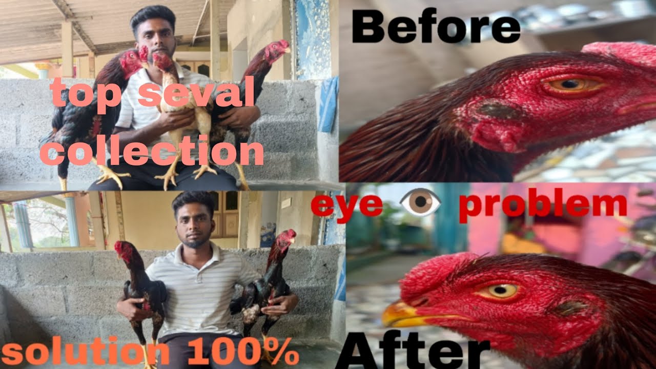 top seval collection/ medicine for eye problems