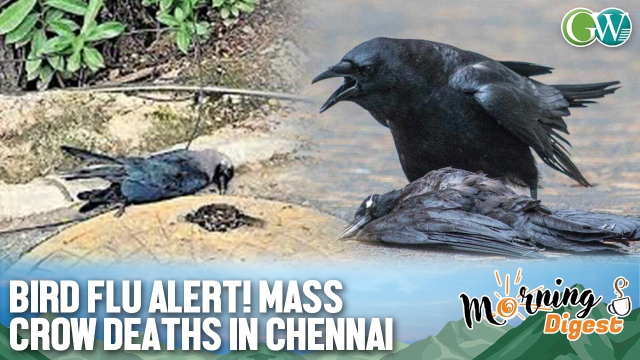 BIRD FLU ALERT IN TAMIL NADU AFTER MASS CROW DEATHS IN CHENNAI