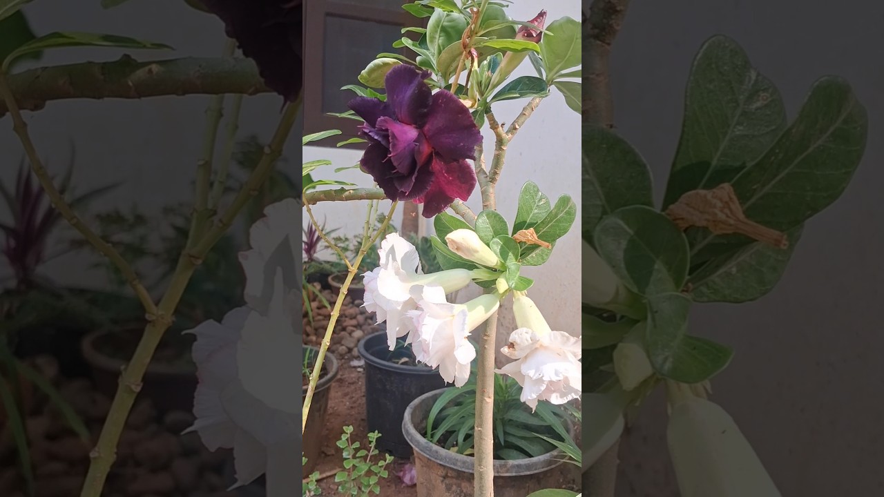പൂക്കളുടെ കിന്നാരം ❤️  #gardening #fertilizer #ricewaterbenefits #best #flowers #garden #love