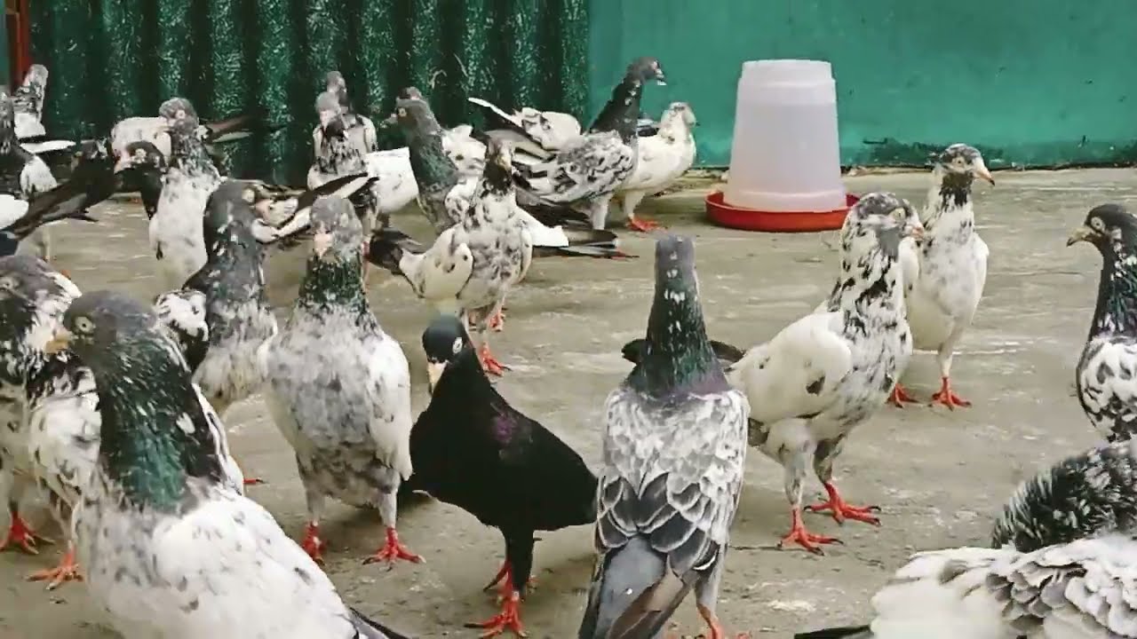original Saharanpuri Kalsira kabutar for sale 6395717064