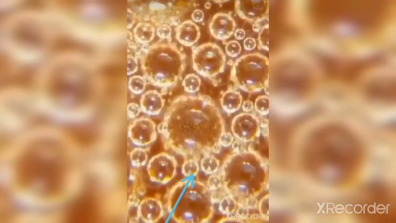 microorganisms in the coffee