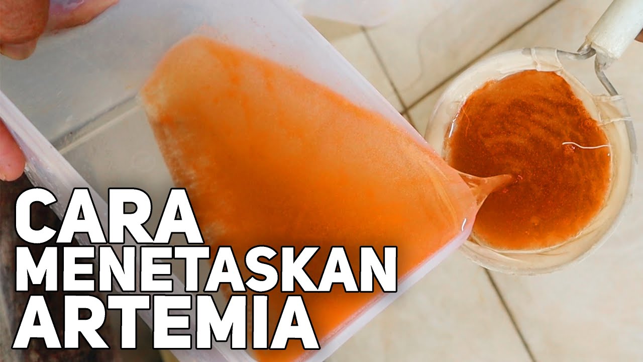 CARA MENETASKAN DAN MENYARING ARTEMIA! MUDAH!