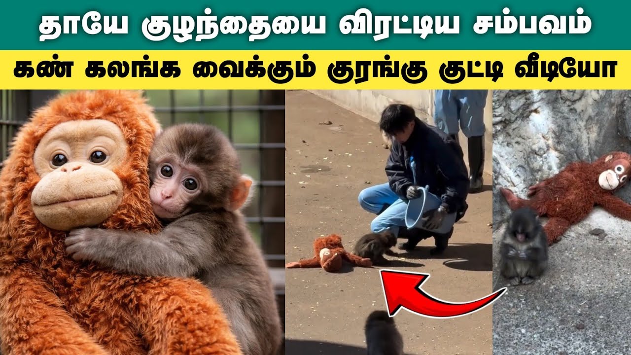 ஜப்பான் குரங்கு குட்டியின் தனிமை வைரல் வீடியோ | japan punch monkey viral video tamil insta trending