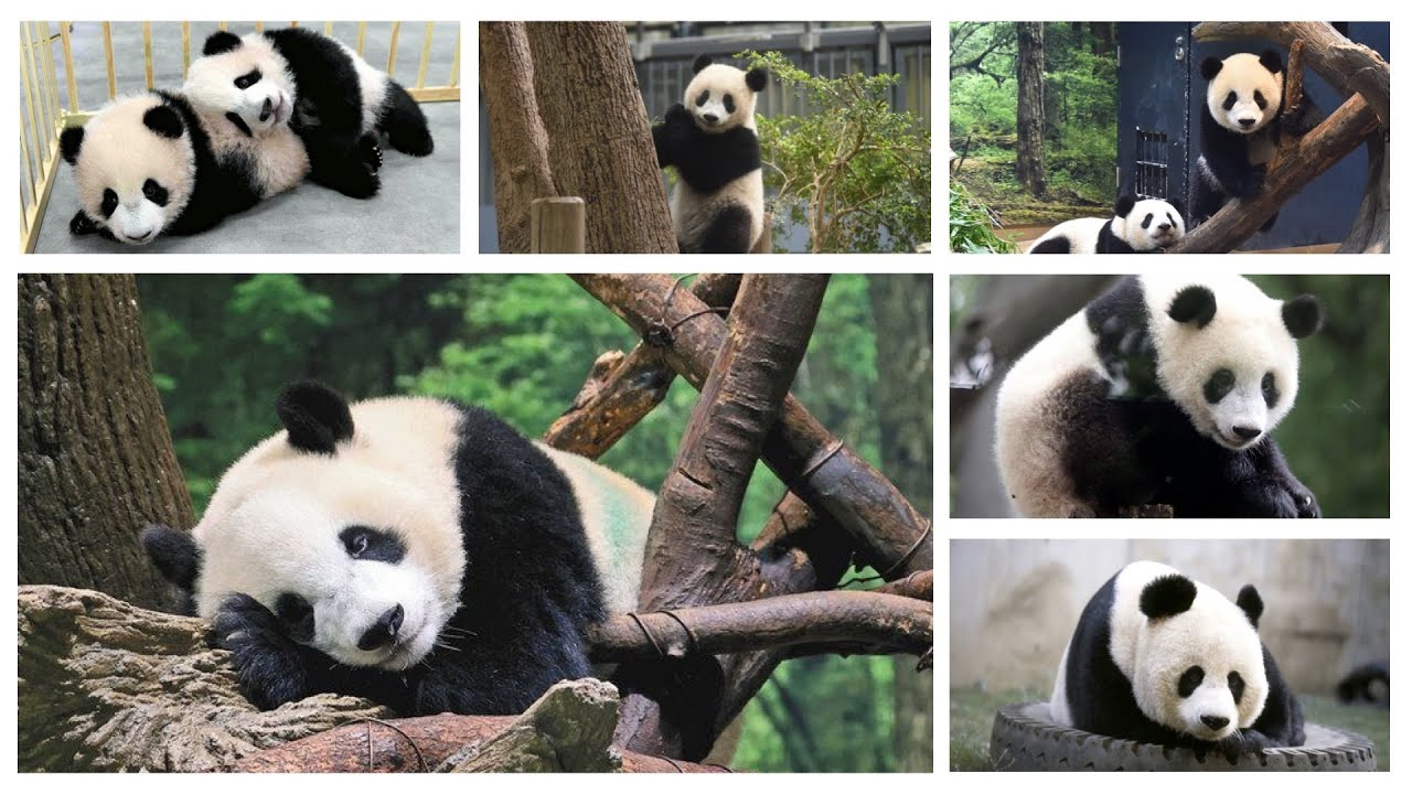 上野にいた、ぼくたちの50年🐼Panda’s Voices from Ueno Zoo 🐼