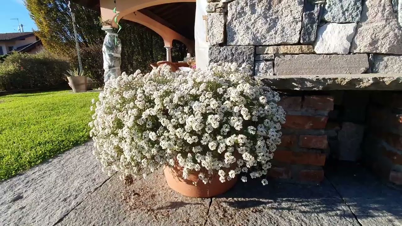 Le strpitose fioriture della LOBULARIA 