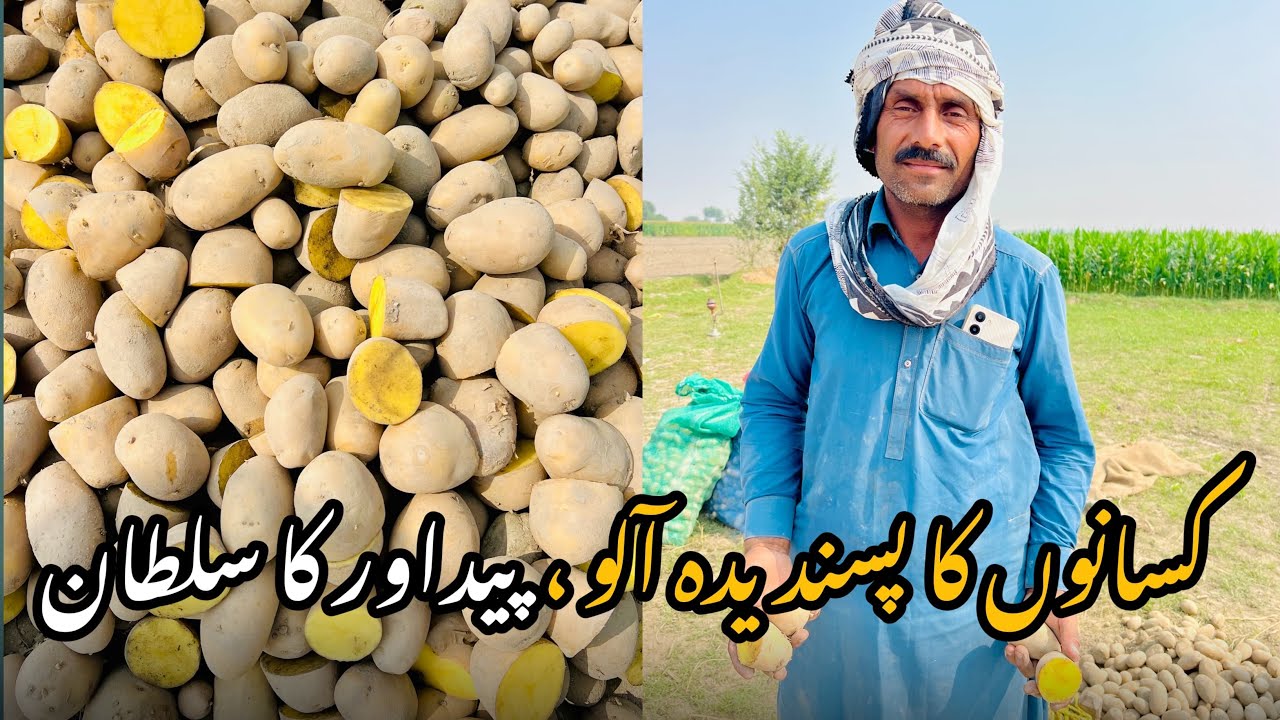 Kisano Ki Man Pasand Aloo ki Variety | Pedawar main Heran Kun 