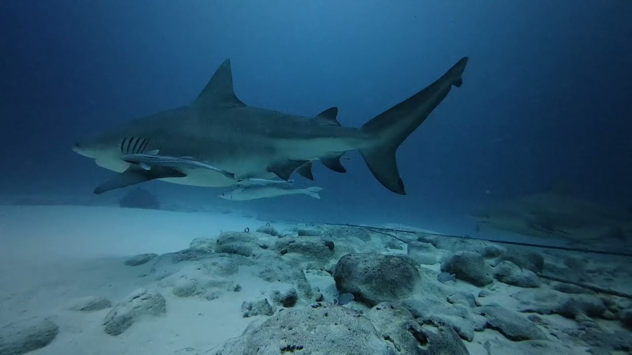 Bull Shark Diving