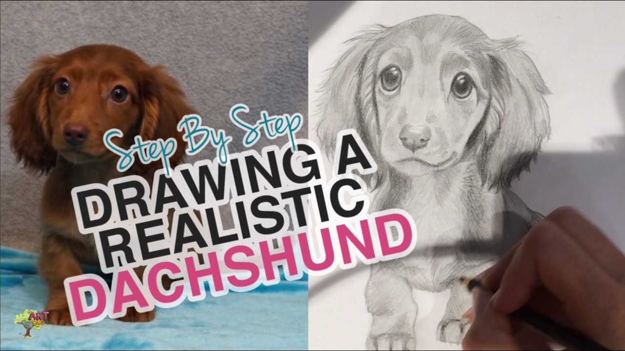 How to Draw a DACHSHUND - Step by Step (Printout Aid Available!)