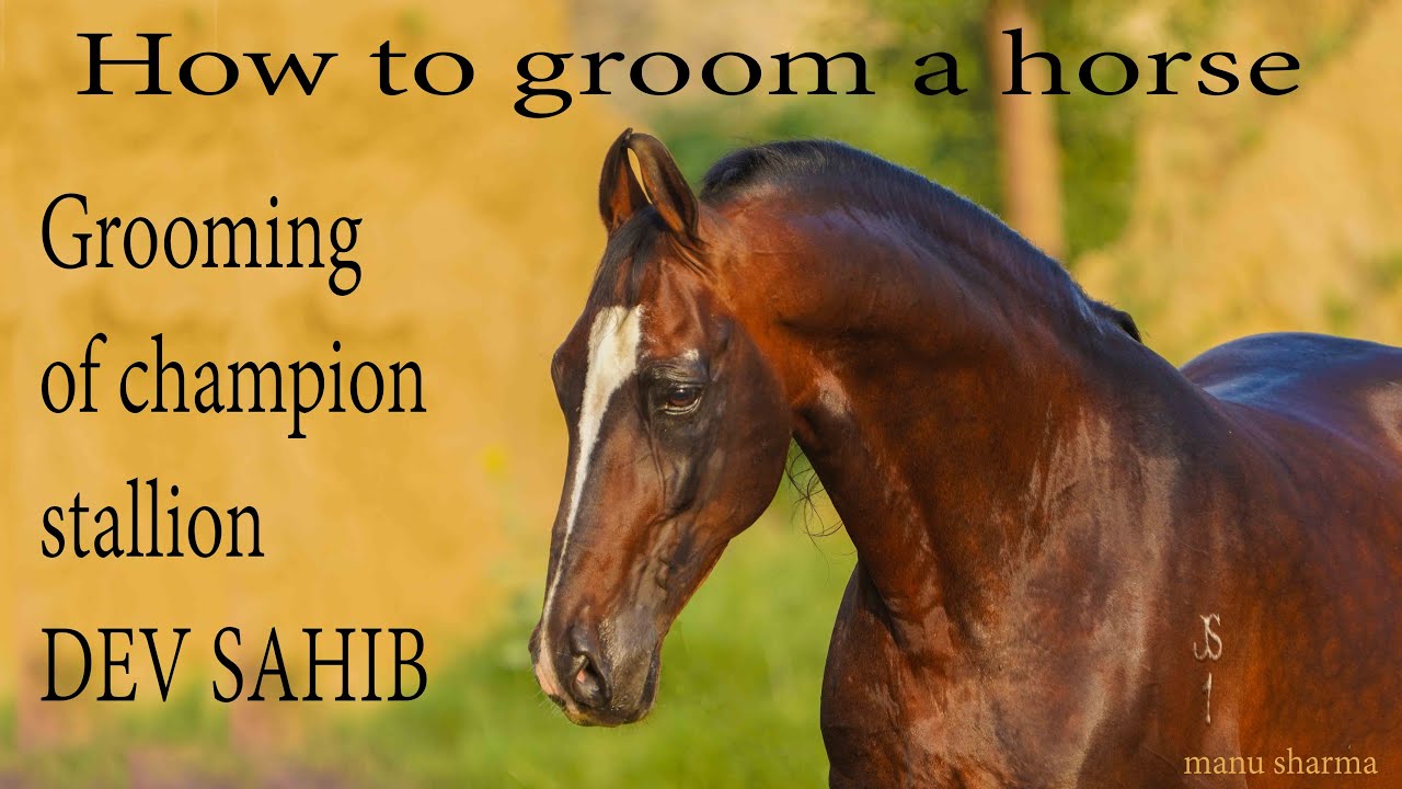 how to groom a horse grooming of stallion DEV sahib
