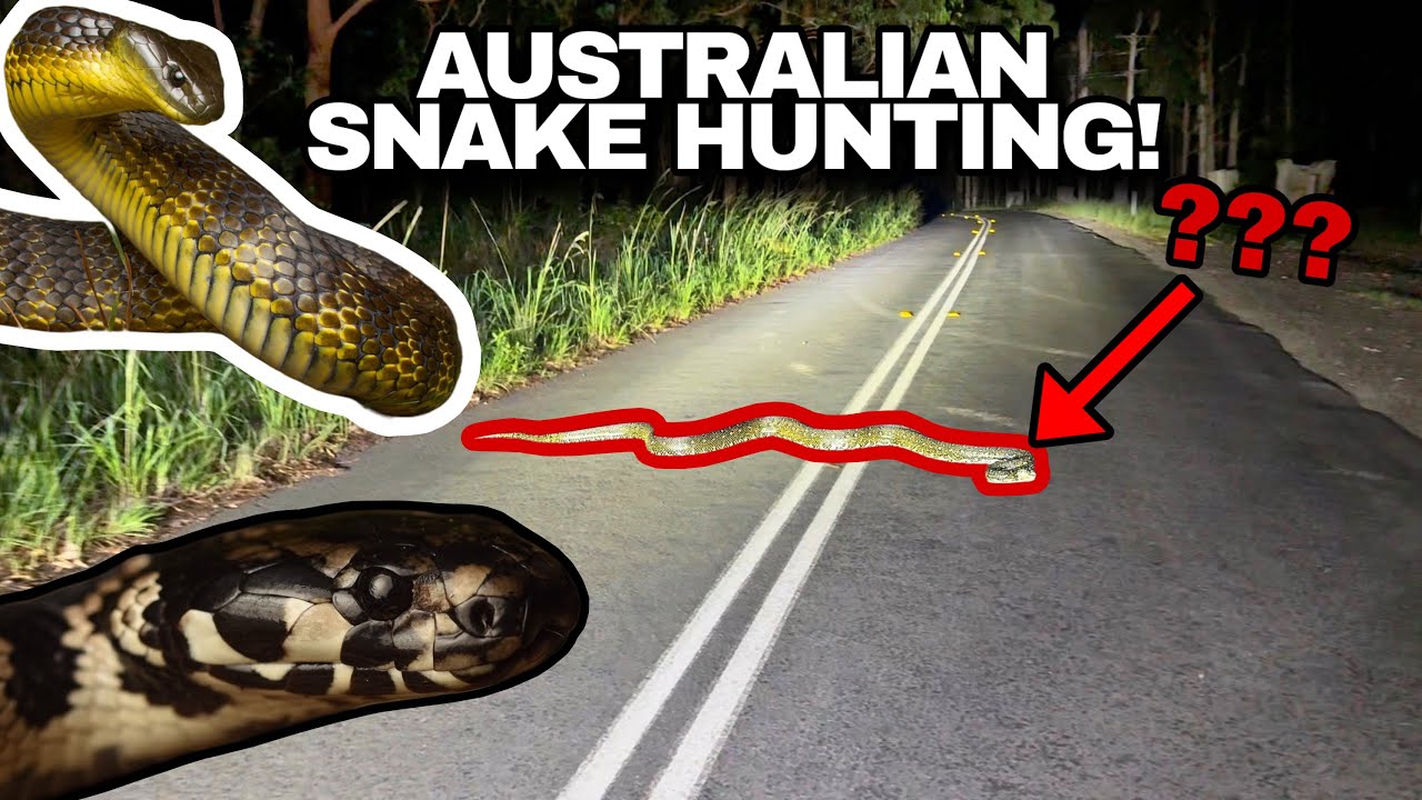 SUMMER SNAKE HUNTING IN AUSTRALIA! Stunning Pythons, Deadly Snakes and more!